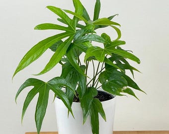 Anthurium pedato radiatum “fingers” Starter Plant (ALL STARTER PLANTS require you to purchase 2 plants!)