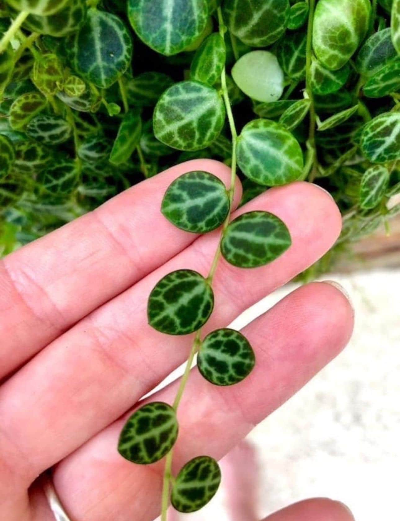 Peperomia prostrata “string of turtles” starter plant **(ALL plants require you to purchase ANY 2 plants!)**