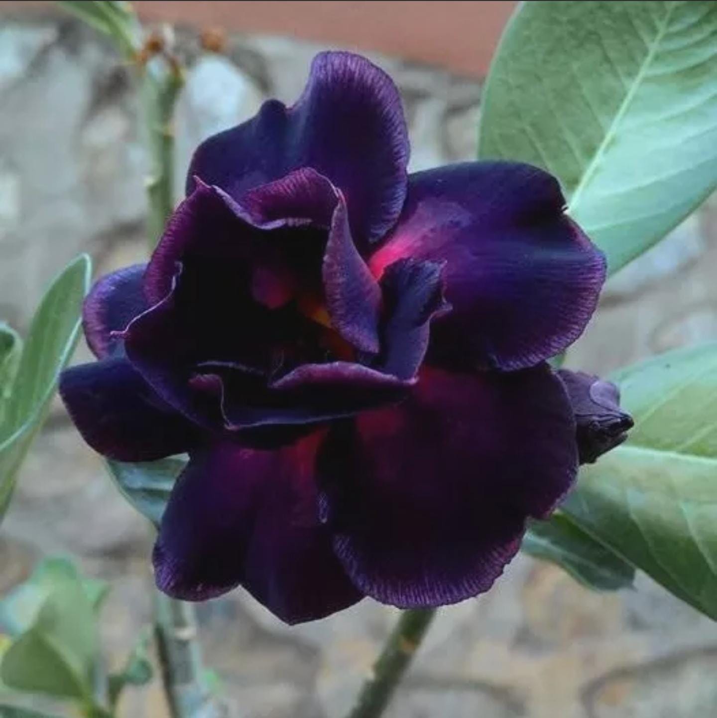 Desert rose purple plum 4” pot (ALL STARTER PLANTS require you to purchase 2 plants!)