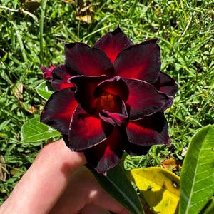 Desert rose “queen spade” adenium obesum rare flower starter plant **(ALL plants require you to purchase ANY 2 plants!)**