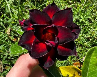 Desert rose “queen spade” adenium obesum rare flower starter plant **(ALL plants require you to purchase ANY 2 plants!)**