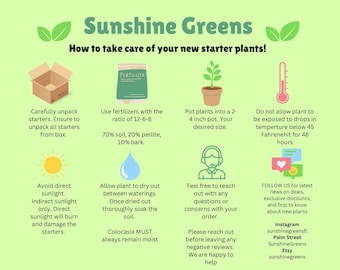 Hypoestes Red Starter Plant (ALL STARTER PLANTS require you to purchase 2 plants!)