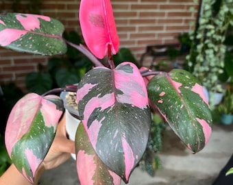 May include: A Philodendron Pink Princess plant featuring dark green, heart-shaped leaves with vibrant pink variegation and speckles. The plant has several leaves of varying sizes, including one solid pink leaf, all growing from a central stem in a white pot.