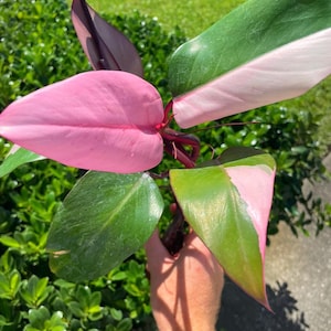 Philodendron Pink Princess Starter Plant (All starter plants require you to purchase two plants)