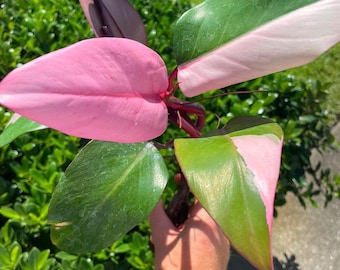 Philodendron Pink Princess Starter Plant (All starter plants require you to purchase two plants)