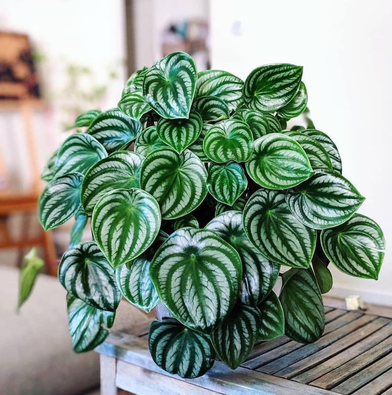 SunshineGreens Peperomia Watermelon Plant