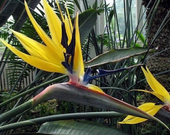 Yellow bird of paradise 2”pot **(ALL plants require you to purchase ANY 2 plants!)**