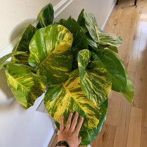 Giant Hawaiian Pothos 4” plant **(ALL plants require you to purchase ANY 2 plants!)**