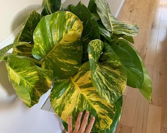 Giant Hawaiian Pothos 4” plant **(ALL plants require you to purchase ANY 2 plants!)**