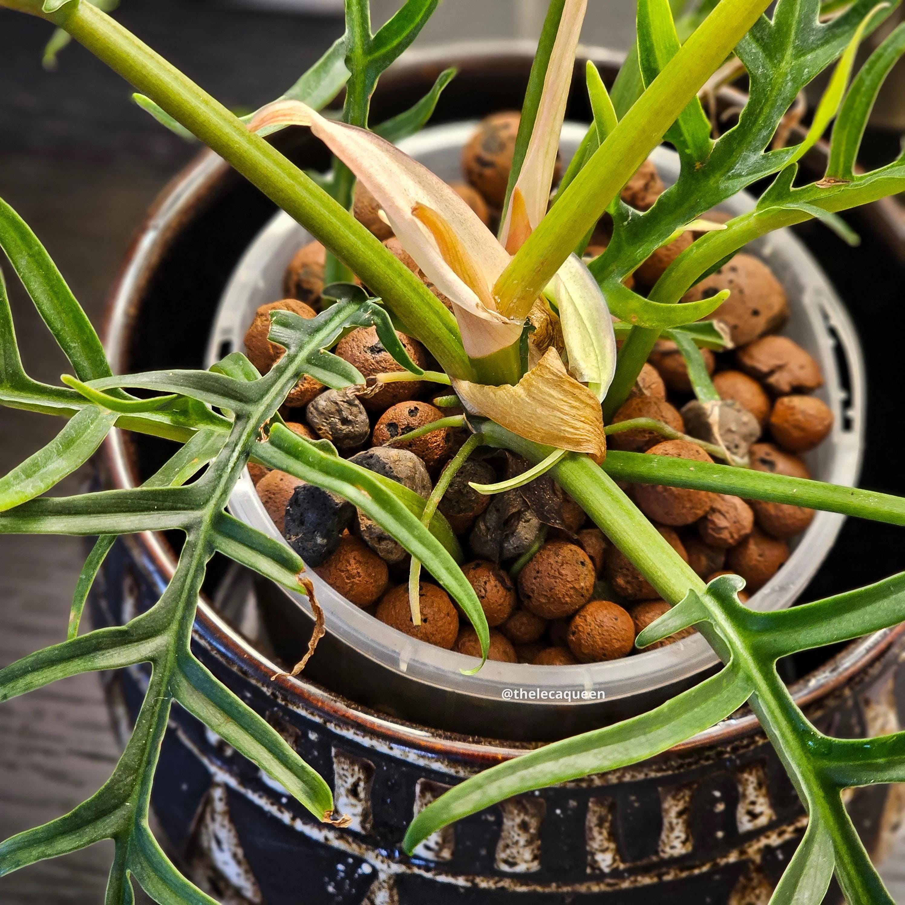 Philodendron Tortum starter plant **(ALL plants require you to purchase ANY  2 plants!)**