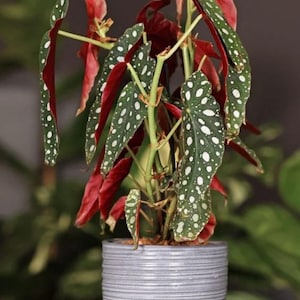 Begonia Maculata Starter Plant (white polka dot) (All starter plants require you to purchase two plants)