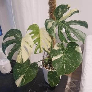 Monstera Thai constellation Starter Plant (ALL STARTER PLANTS require you to purchase 2 plants!)
