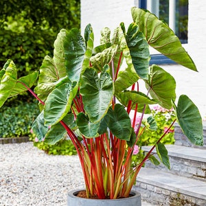 Colocasia Tropical Punch Starter Plant (TOUTES LES PLANTES DE DÉMARRAGE nécessitent que vous achetiez 2 plantes !)