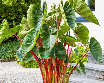 Colocasia Tropical Punch Starter Plant (ALL STARTER PLANTS require you to purchase 2 plants!)