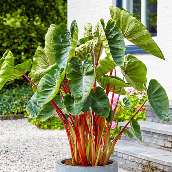 Colocasia Tropical Punch Starter Plant (ALL STARTER PLANTS require you to purchase 2 plants!)