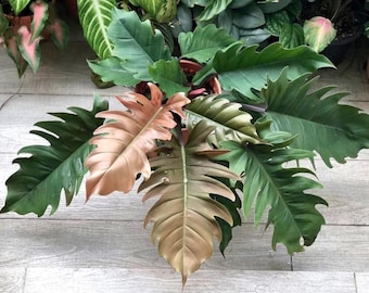 Philodendron Pluto “choco empress” Starter Plant (ALL STARTER PLANTS require you to purchase 2 plants!)