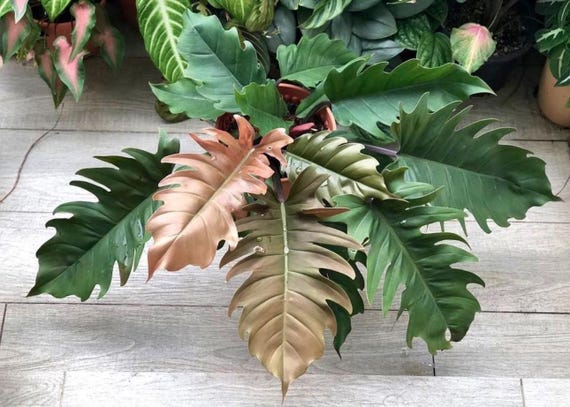 Philodendron Pluto choco empress Starter Plant (ALL STARTER PLANTS  require you to purchase 2 plants!)