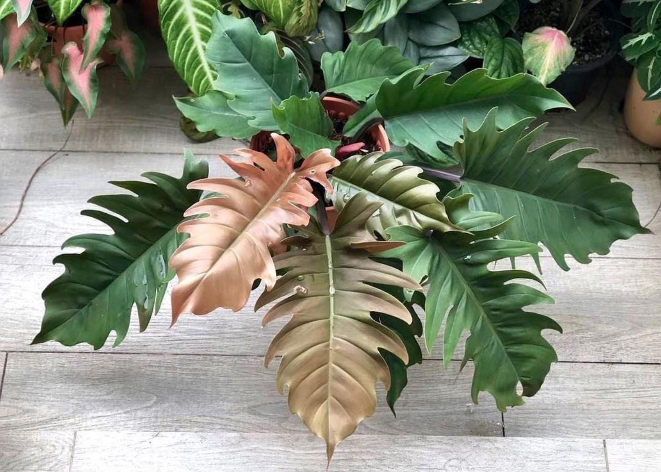 philodendron heartleaf variegated Variegated Heartleaf Philodendron main image 0