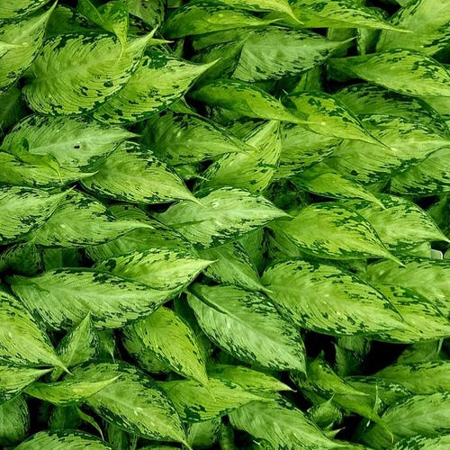 Dieffenbachia Cougar Starter Plant (ALL STARTER PLANTS require you to  purchase 2 plants!)