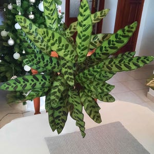 Calathea lancifolia (rattle snake) Starter Plant (ALL STARTER PLANTS require you to purchase 2 plants!)