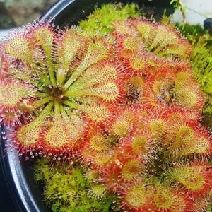 Drosera Spatulata Starter Plant (ALL STARTER PLANTS require you to purchase 2 plants!)