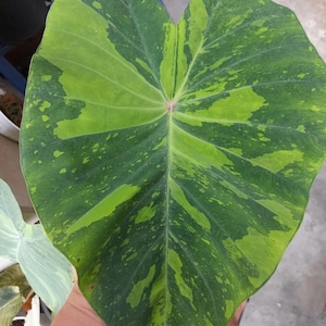 May include: A large, heart-shaped leaf with green and yellow variegation. The leaf has a prominent central vein and a textured surface.