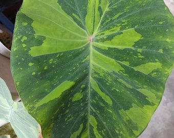 Könnte beinhalten: Ein großes, herzförmiges Blatt mit grüner und gelber Marmorierung. Das Blatt hat eine ausgeprägte Mittelrippe und eine strukturierte Oberfläche.