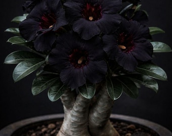 Desert rose dark matter starter plant **(ALL plants require you to purchase ANY 2 plants!)**