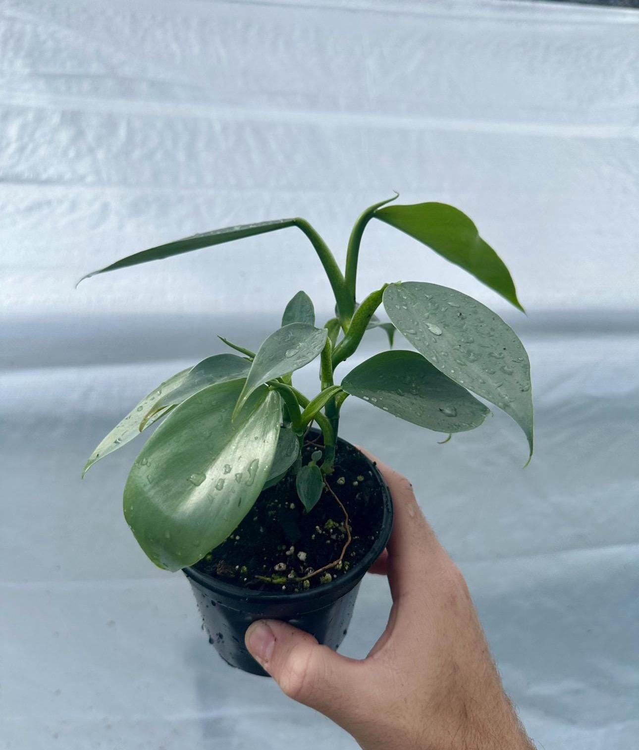 5 Pack Philodendron Silver Sword (hastatum) Starter Plant (ALL STARTER  PLANTS Require You to Purchase 2 Plants!) - Etsy