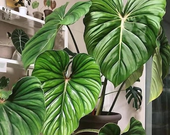 philodendron plowmanii Starter Plant (ALL STARTER PLANTS require you to purchase 2 plants!)