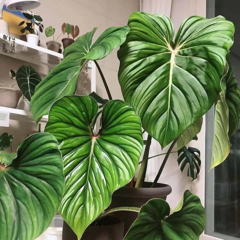 Philodendron Plowmanii Starter Plant (ALL STARTER PLANTS Require You to  Purchase 2 Plants!) - Etsy