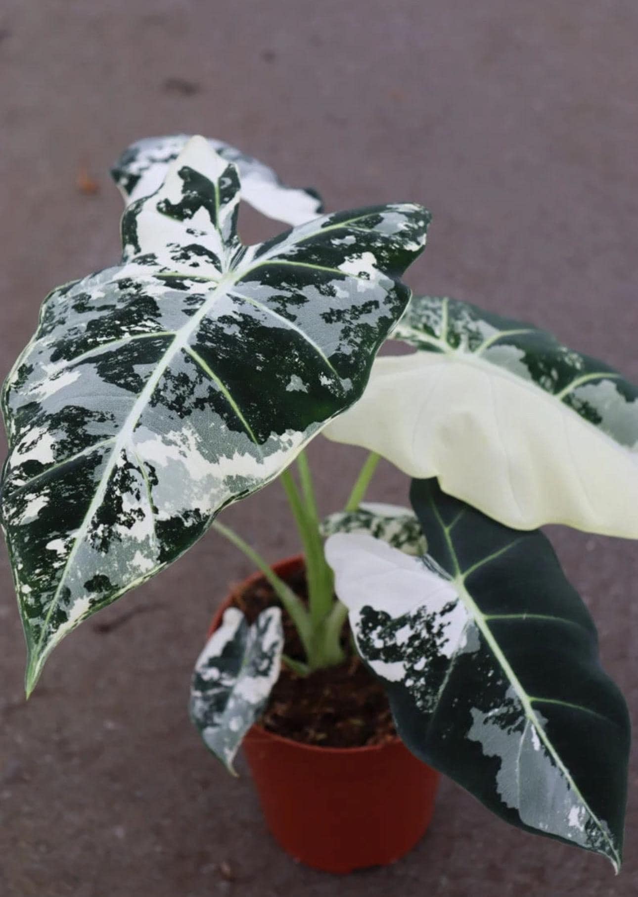 Alocasia variegated frydek Starter Plant (ALL STARTER PLANTS require you to purchase 2 plants!)