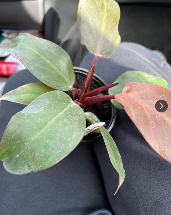 Philodendron cherry red 2 pot (ALL PLANTS require you to purchase 2  plants!)