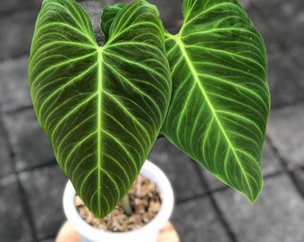 Philodendron splendid Starter Plant (ALL STARTER PLANTS require you to purchase 2 plants!)