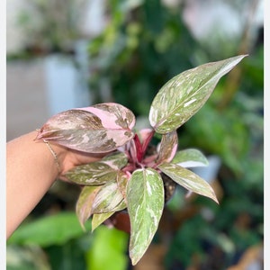 Philodendron Pink Princess 4” pot (ALL STARTER PLANTS require you to purchase 2 plants!)