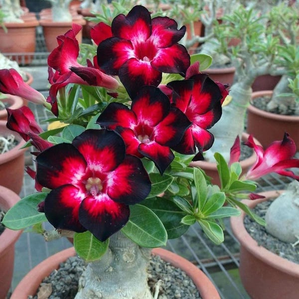 Rosa del desierto galaxia, maceta de 5 cm **(¡Todas las plantas requieren la compra de 2 plantas!)**