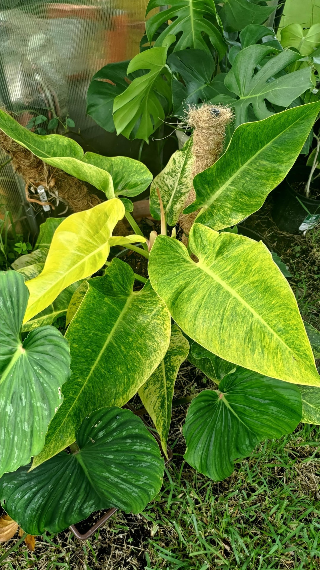 Philodendron Calkins Gold 2 Pot (ALL STARTER PLANTS Require You to  Purchase 2 Plants!) - Etsy