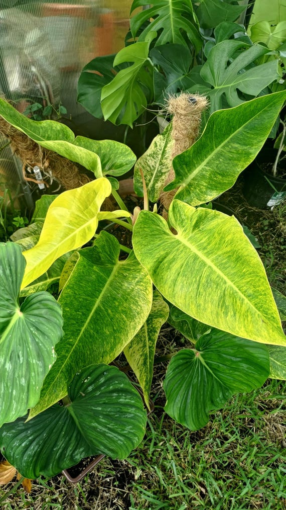 Philodendron Calkins Gold 2 Pot (ALL STARTER PLANTS Require You to  Purchase 2 Plants!) - Etsy
