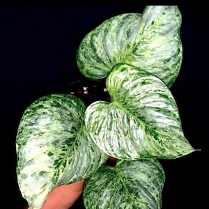 Philodendron Sodiroi starter plant **(ALL starter plants require you to purchase any 2 plants!)**