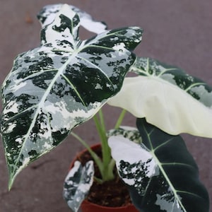 Planta joven de Alocasia Variegada Frydek **(¡TODAS las plantas requieren la compra de 2 plantas cualesquiera!)**