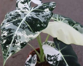Alocasia Variegated Frydek starter plant **(ALL plants require you to purchase ANY 2 plants!)**
