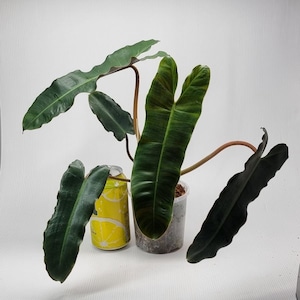 Plante de démarrage philodendron black billietiae (TOUTES LES PLANTES DE DÉMARRAGE nécessitent l'achat de 2 plantes !)