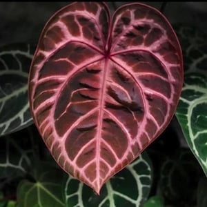 Anthurium Crystallinum Red starter plant **(ALL plants require you to purchase ANY 2 plants!)**