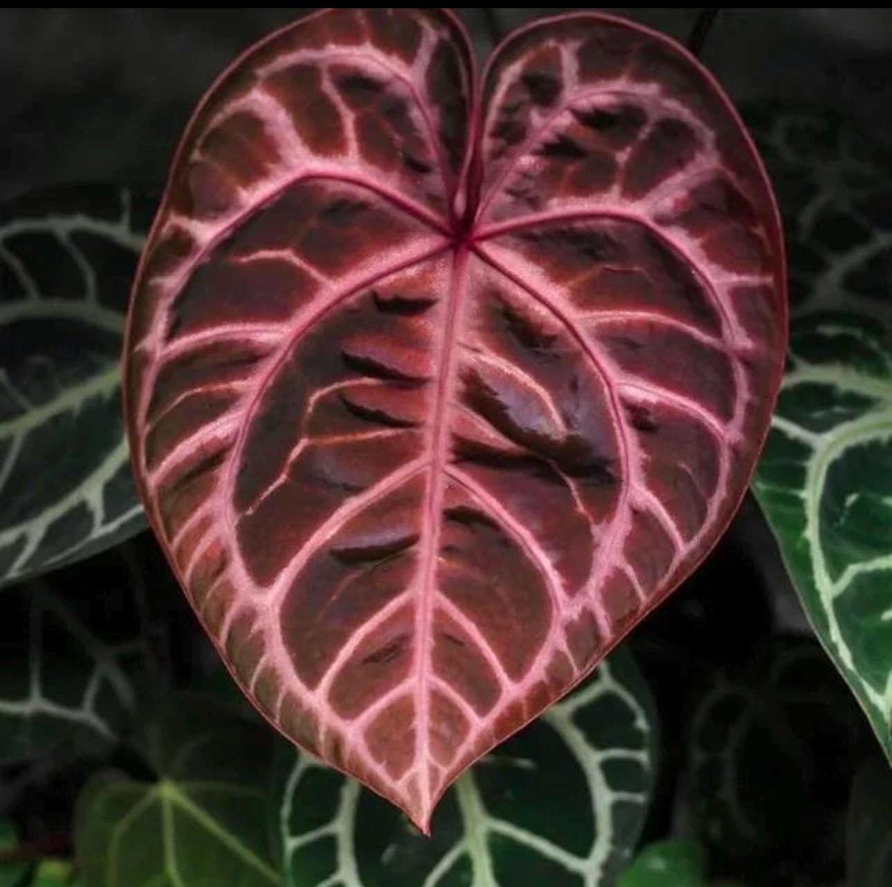 ア*レ様 Anthurium RVDP × Red Crystallinum Anthurium 'Red Crystallinum' – ARIUM BOTANICALS