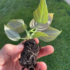 May include: A small plant with light green leaves and a root ball is held in a hand. The leaves have a textured appearance with visible veins. The plant is set against a backdrop of green grass, suggesting an outdoor setting.