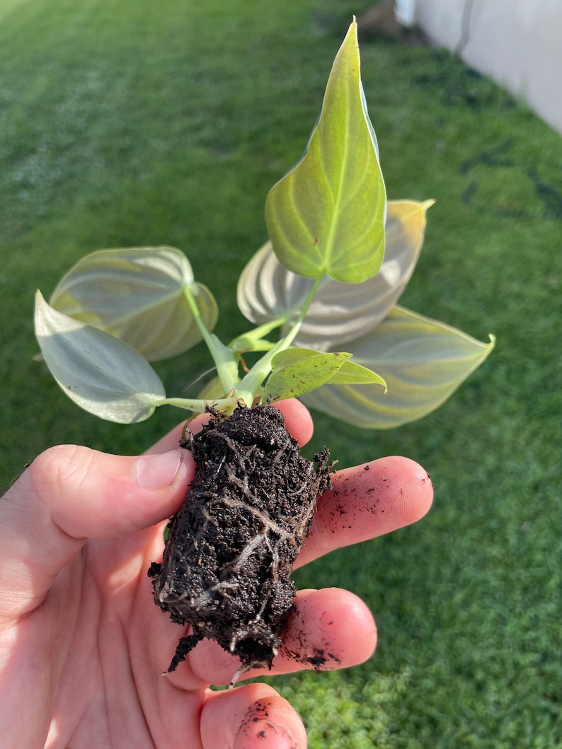 May include: A small plant with light green leaves and a root ball is held in a hand. The leaves have a textured appearance with visible veins. The plant is set against a backdrop of green grass, suggesting an outdoor setting.