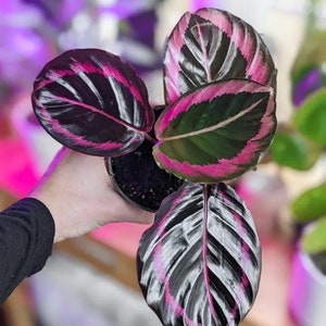 Calathea Black Rose Starter Plant (ALL STARTER PLANTS require you to purchase 2 plants!)