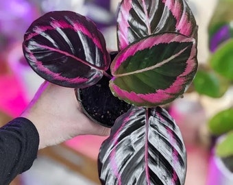 Calathea Black Rose Starter Plant (ALL STARTER PLANTS require you to purchase 2 plants!)