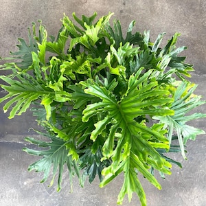 Planta de inicio Philodendron Lickity dividida (¡TODAS LAS PLANTAS DE INICIO requieren la compra de 2 plantas!)
