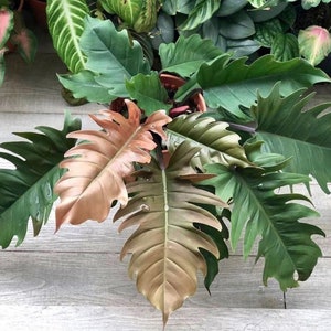 Philodendron Pluto “choco empress” Starter Plant (ALL STARTER PLANTS require you to purchase 2 plants!)